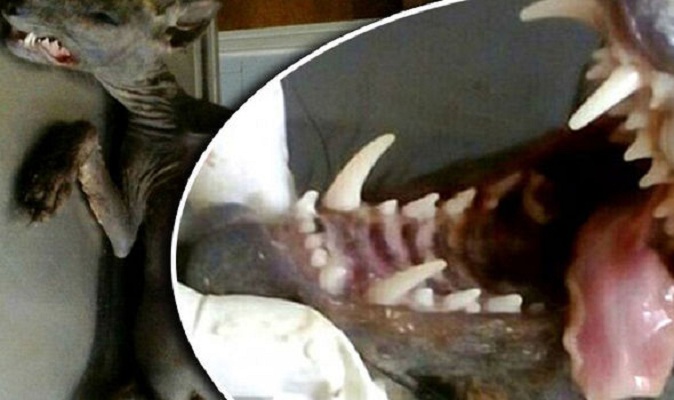 Makhluk Penghisap Darah Diburu Warga Banyak Ternak Mati Misterius