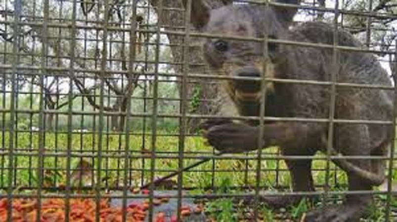 Makhluk Penghisap Darah Diburu Warga Banyak Ternak Mati Misterius