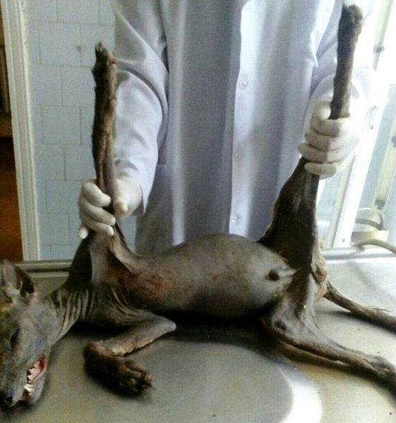 Makhluk Penghisap Darah Diburu Warga Banyak Ternak Mati Misterius