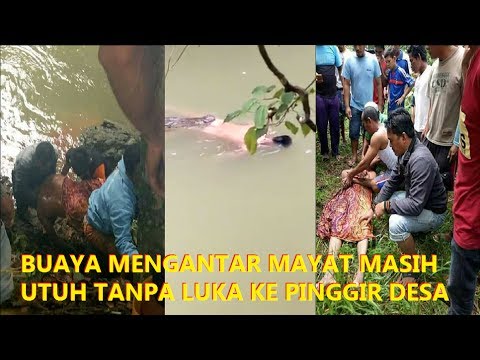 Rekaman Video Buaya Antar Mayat ke Pinggir Sungai Gegerkan Warga