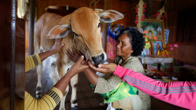 SAPI INI DI PERCAYA REINKARNASI MENDIANG SUAMINYA OLEH WANITA KAMBOJA