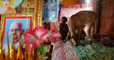 SAPI INI DI PERCAYA REINKARNASI MENDIANG SUAMINYA OLEH WANITA KAMBOJA