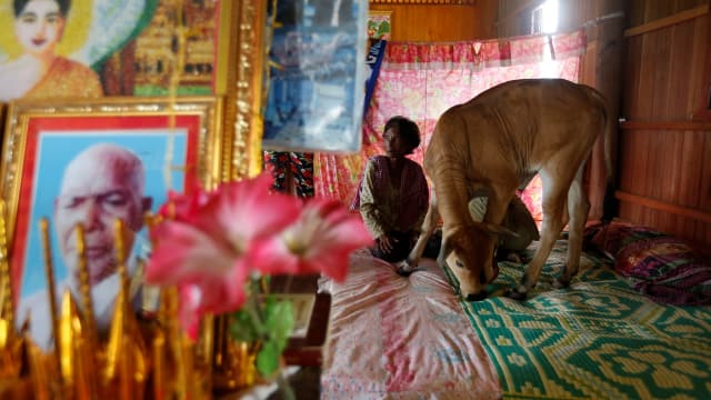 SAPI INI DI PERCAYA REINKARNASI MENDIANG SUAMINYA OLEH WANITA KAMBOJA