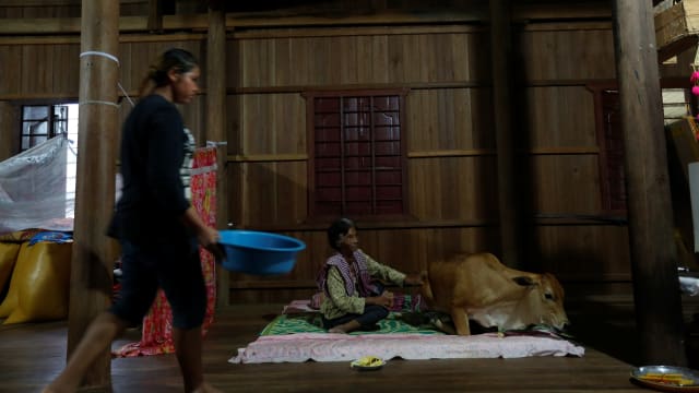 SAPI INI DI PERCAYA REINKARNASI MENDIANG SUAMINYA OLEH WANITA KAMBOJA