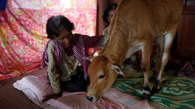 SAPI INI DI PERCAYA REINKARNASI MENDIANG SUAMINYA OLEH WANITA KAMBOJA