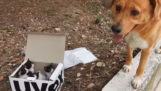 SEEKOR ANJING RAWAT KUCING YANG TERLANTAR KISAHNYA BIKIN SEDIH
