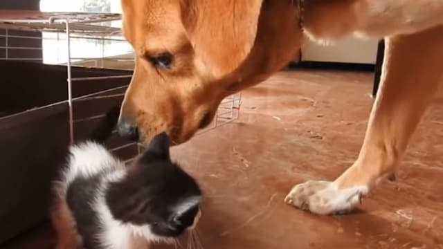 SEEKOR ANJING RAWAT KUCING YANG TERLANTAR KISAHNYA BIKIN SEDIH