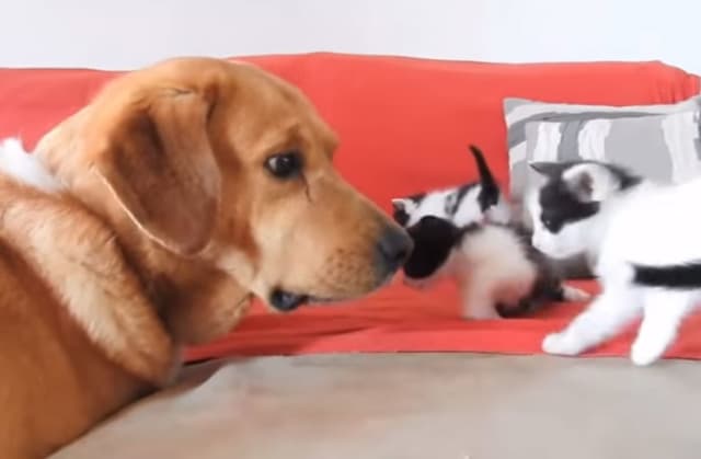 SEEKOR ANJING RAWAT KUCING YANG TERLANTAR KISAHNYA BIKIN SEDIH