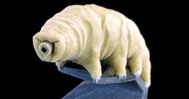 TARDIGRADA, HEWAN MUNGIL TERKUAT YANG SULIT DI MUSNAHKAN HINGGA HARI KIAMAT