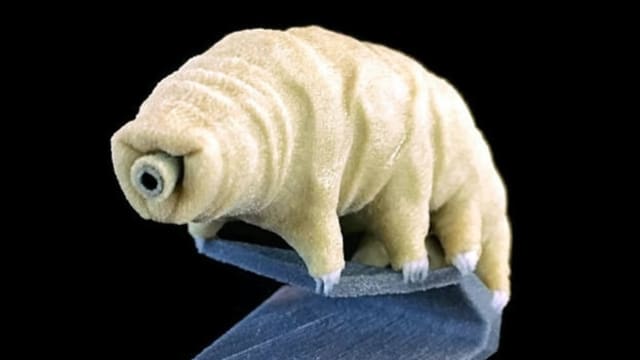 TARDIGRADA, HEWAN MUNGIL TERKUAT YANG SULIT DI MUSNAHKAN HINGGA HARI KIAMAT