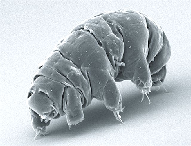 TARDIGRADA, HEWAN MUNGIL TERKUAT YANG SULIT DI MUSNAHKAN HINGGA HARI KIAMAT