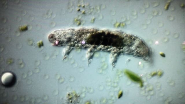 TARDIGRADA, HEWAN MUNGIL TERKUAT YANG SULIT DI MUSNAHKAN HINGGA HARI KIAMAT