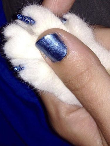 TREN TERBARU KUCING PAKAI CAT KUKU KEMBARAN DENGAN MAJIKAN