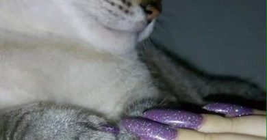 TREN TERBARU, KUCING PAKAI CAT KUKU KEMBARAN DENGAN MAJIKAN