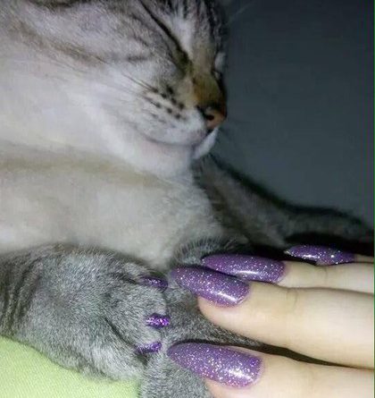 TREN TERBARU, KUCING PAKAI CAT KUKU KEMBARAN DENGAN MAJIKAN