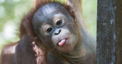 VIDEO LUCU ORANG UTAN SAAT CARI PERHATIAN