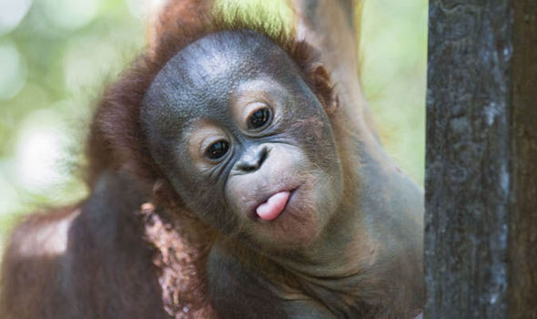 VIDEO LUCU ORANG UTAN SAAT CARI PERHATIAN