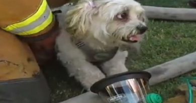VIDEO VIRAL, DAMKAR HIDUPKAN KEMBALI SEEKOR ANJING DENGAN MASKER KHUSUS