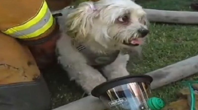 VIDEO VIRAL, DAMKAR HIDUPKAN KEMBALI SEEKOR ANJING DENGAN MASKER KHUSUS