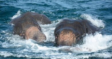 Video, Militer Sri Lanka Selamatkan Dua Ekor Gajah Yang Hanyut Di Laut