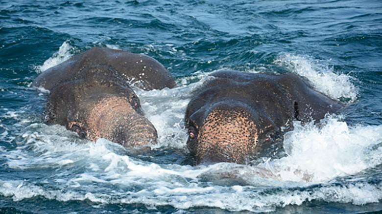 Video, Militer Sri Lanka Selamatkan Dua Ekor Gajah Yang Hanyut Di Laut