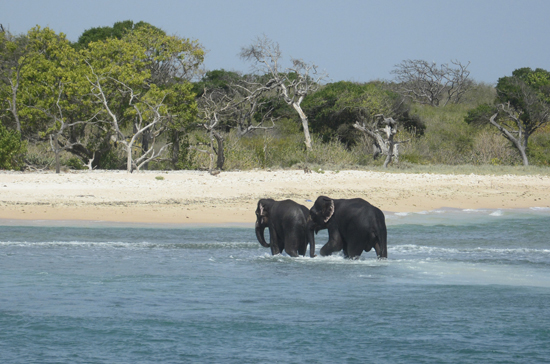 Video, Militer Sri Lanka Selamatkan Dua Ekor Gajah Yang Hanyut Di Laut