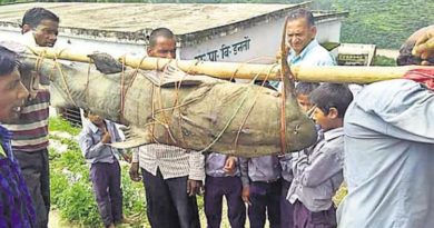 Warga India Tangkap Ikan Lele Langka Seberat 125 Kilogram