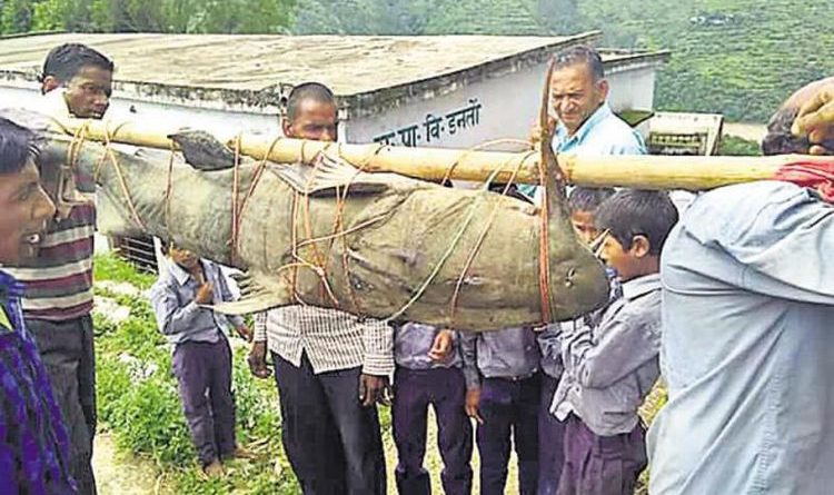 Warga India Tangkap Ikan Lele Langka Seberat 125 Kilogram