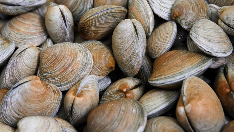 5 Manfaat Konsumsi Kerang Baik untuk Kesehatan Otot dan Anemia