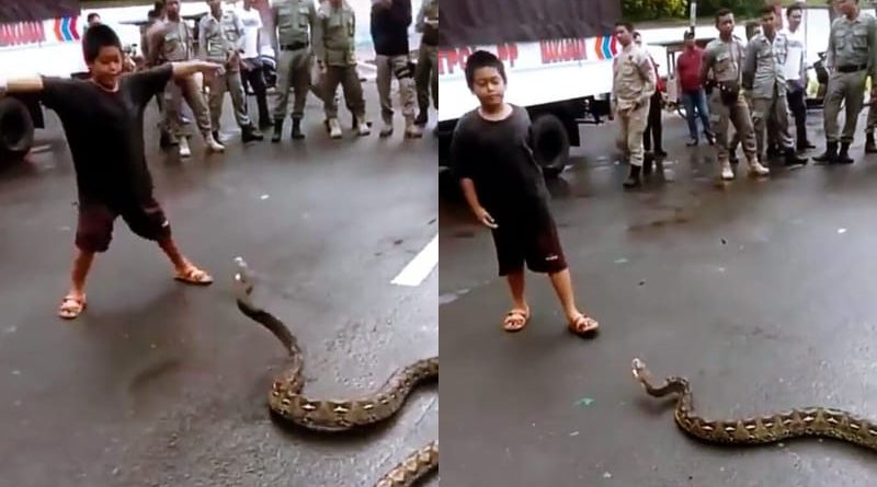 Bocah Indonesia Tangkap Piton Pakai Tangan Jadi Sorotan Media Inggris