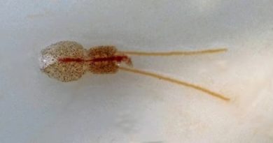 Kaki Remaja di Australia di Gigit Kutu Laut Pemakan Daging