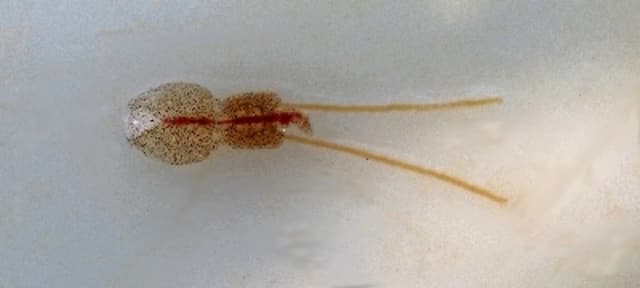 Kaki Remaja di Australia di Gigit Kutu Laut Pemakan Daging
