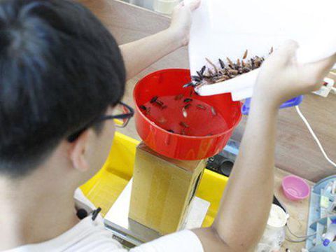 Mahasiwa Ini Jadi Jutawan Dari Jualan Kecoa