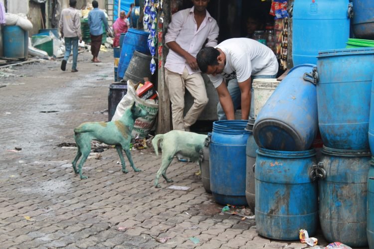 Mengejutkan, Anjing Berwarna Biru ini Ternyata Penyebabnya Ini