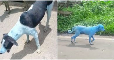 Mengejutkan, Anjing Berwarna Biru ini Ternyata Penyebabnya Ini
