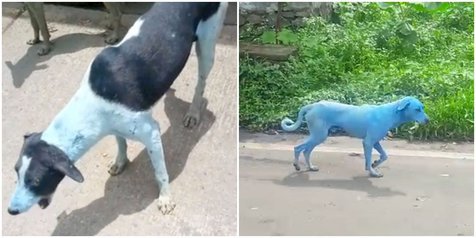 Mengejutkan, Anjing Berwarna Biru ini Ternyata Penyebabnya Ini