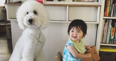 Persahabatan Anjing Pudel Raksasa Dengan Bocah 1 Tahun