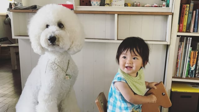 Persahabatan Anjing Pudel Raksasa Dengan Bocah 1 Tahun