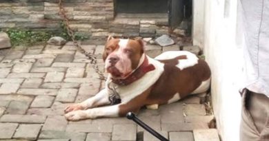 Tragis! Kronologi Anjing Pitbull Serang Anak Hingga Tewas