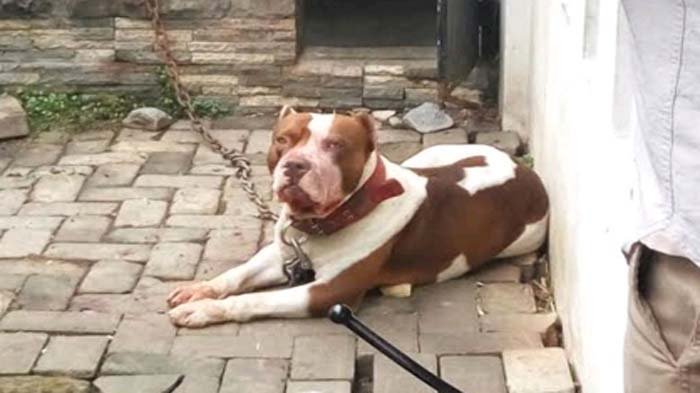Tragis! Kronologi Anjing Pitbull Serang Anak Hingga Tewas