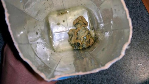 Wanita ini Temukan Benda Menjijikkan di Air Kelapa Kemasan