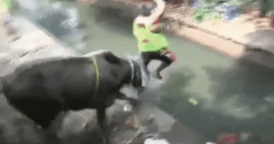 Kumpulan Kisah Sapi Kurban Mengamuk Sebelum Disembelih