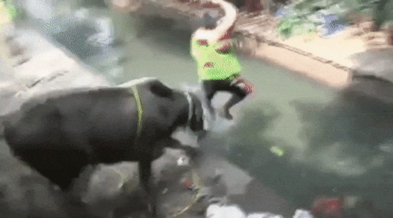 Kumpulan Kisah Sapi Kurban Mengamuk Sebelum Disembelih