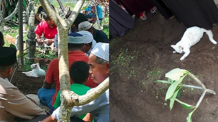 Netizen Terharu Lihat Aksi Kucing Tunggui Kuburan
