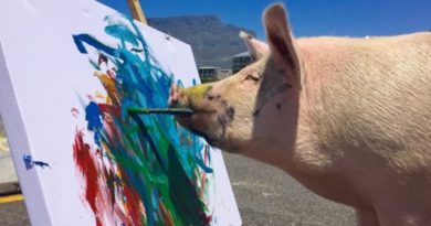 Si Babi Pigcasso yang Pandai Melukis Lihat Aksinya