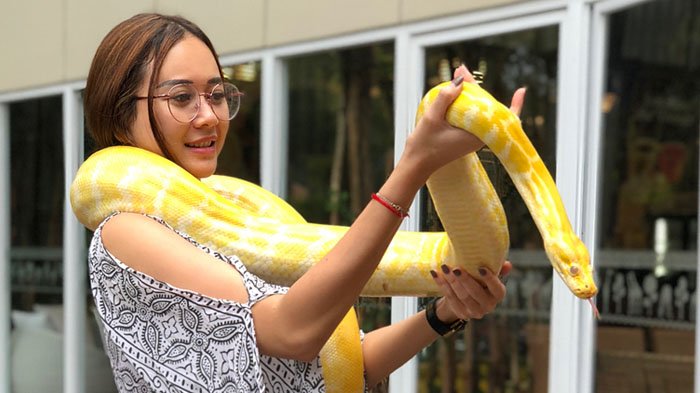 Aura Kasih Unggah Video Gendong Ular Sanca Albino, Netizen: Ularnya Menang Banyak