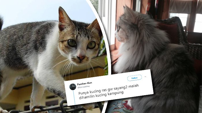 Viral Soal Tweet Kucing Ras Dihamili Kucing Kampung, Netizen: Bukti Cewek Suka Cowok Nakal