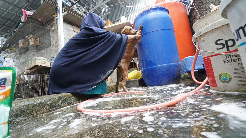 Hesti Perempuan Muslimah Bercadar Yang Merawat 11 Anjing