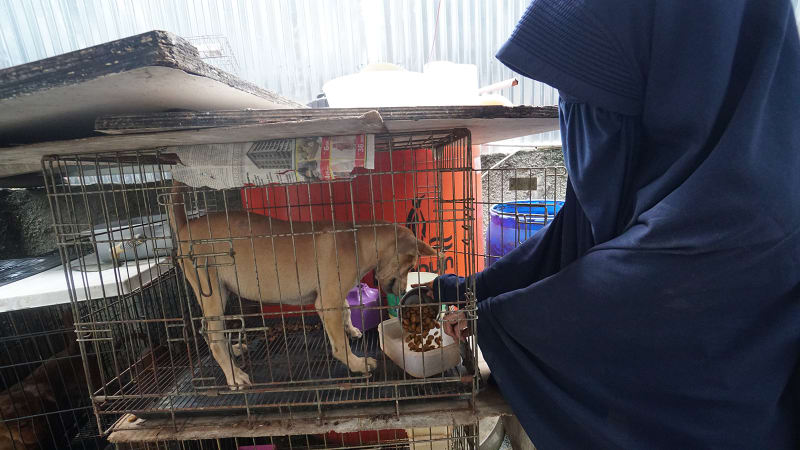 Hesti Perempuan Muslimah Bercadar Yang Merawat 11 Anjing
