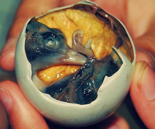Ngaku Suka Kuliner Ekstrim, Berani Cicipin 9 Makanan Ini ?